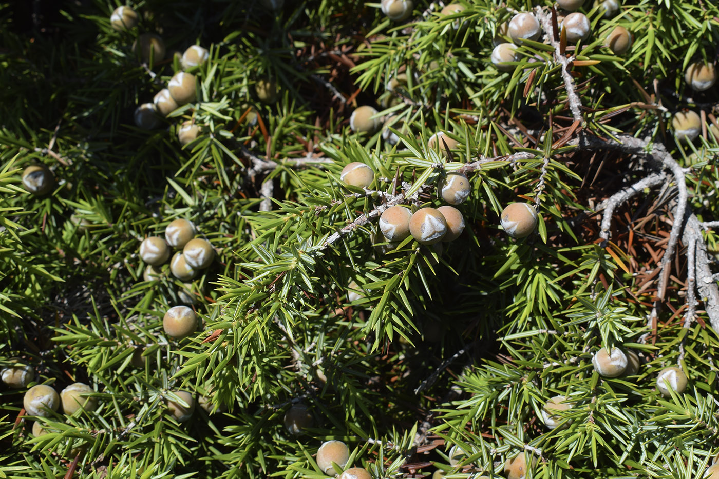 Изображение особи Juniperus oxycedrus.