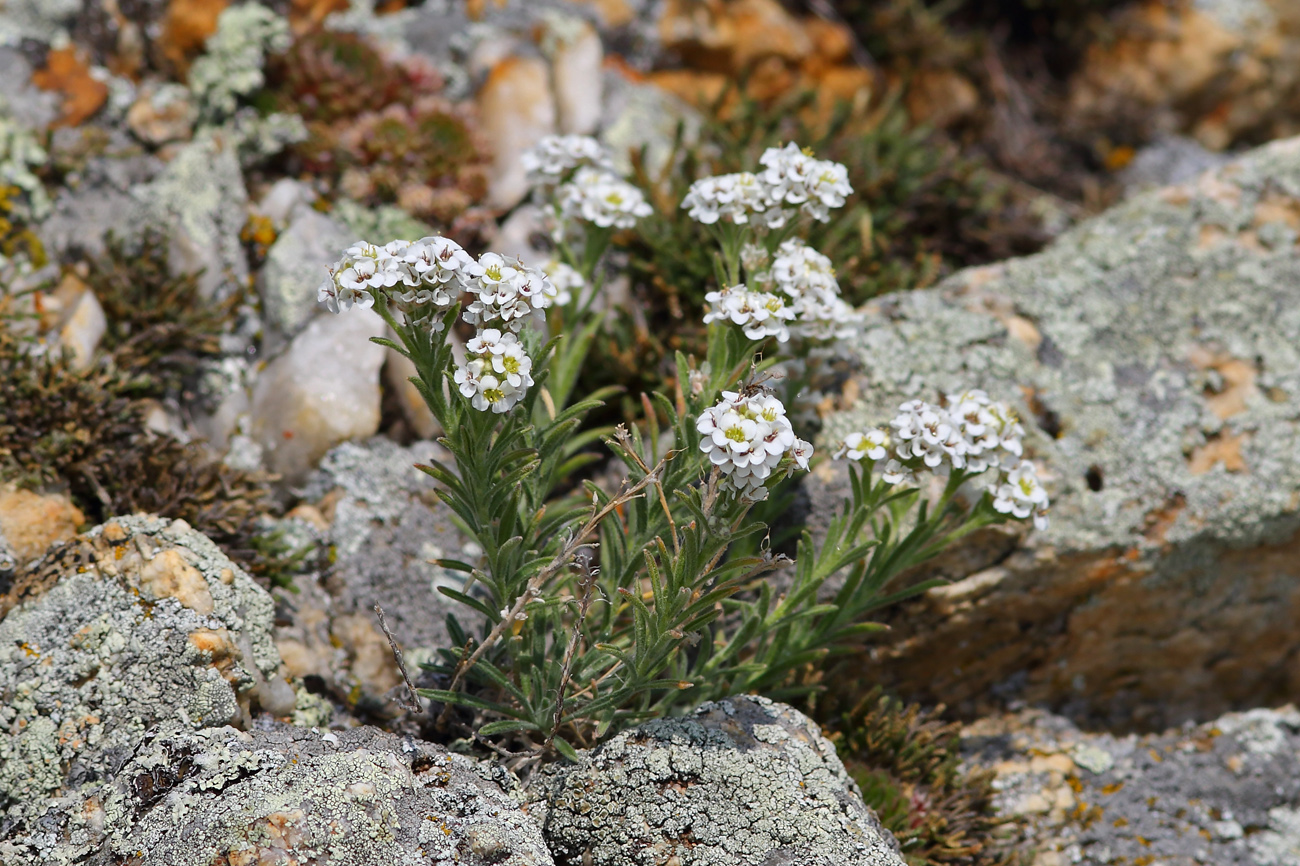 Изображение особи Ptilotrichum tenuifolium.