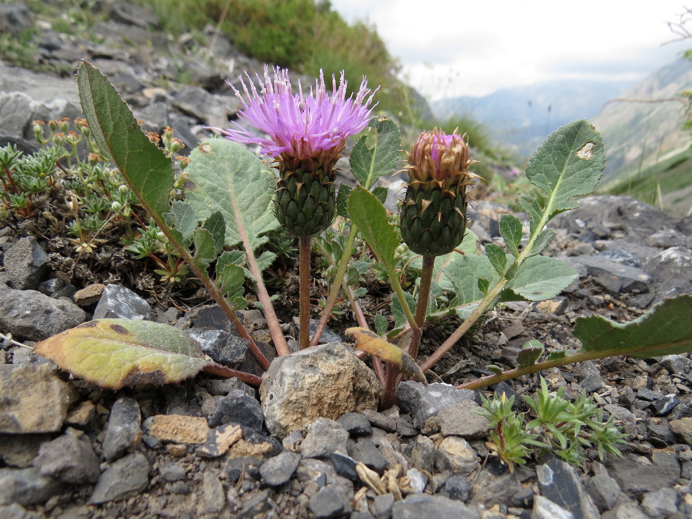 Image of Klasea lyratifolia specimen.