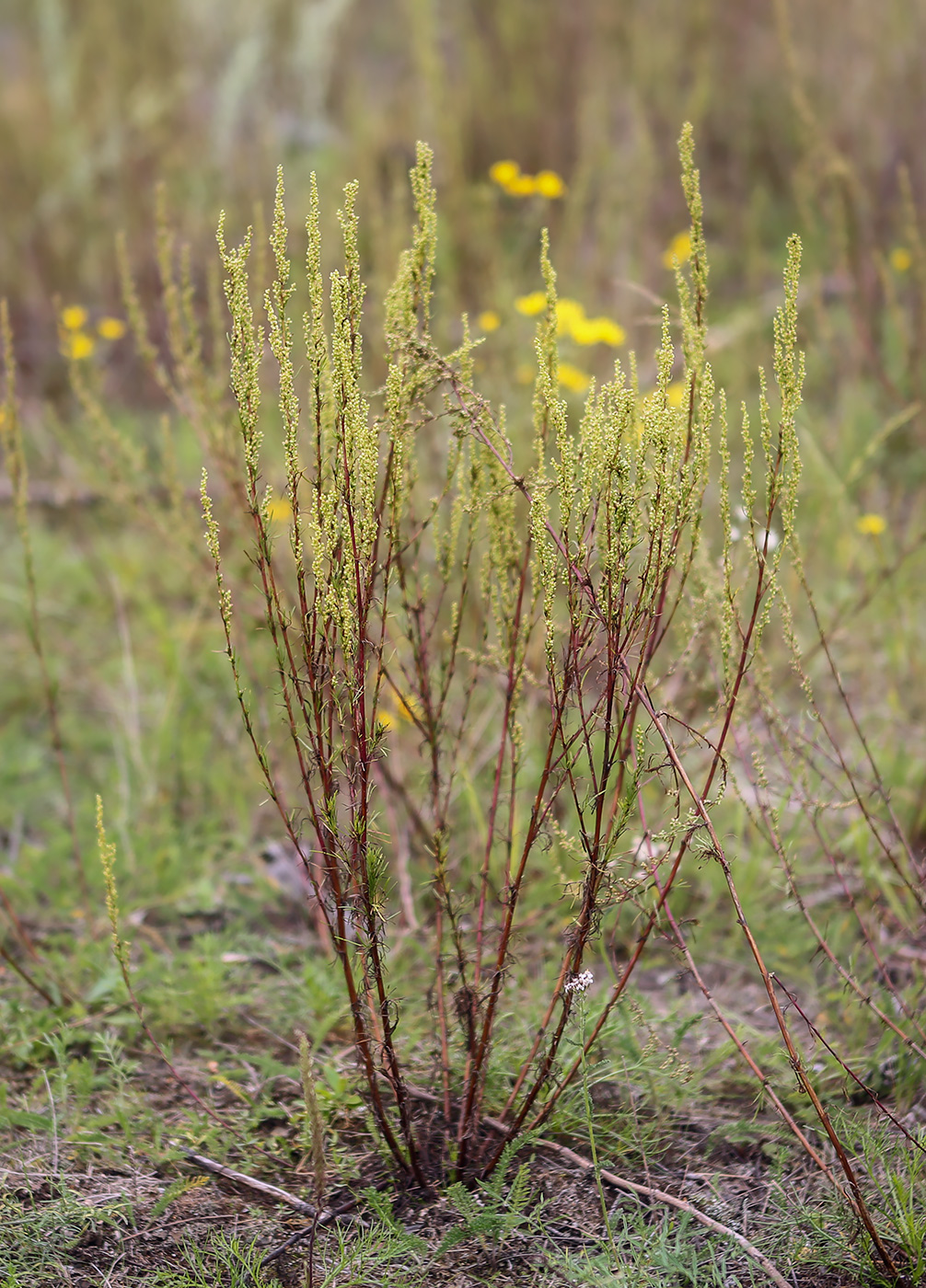 Image of Artemisia campestris specimen.