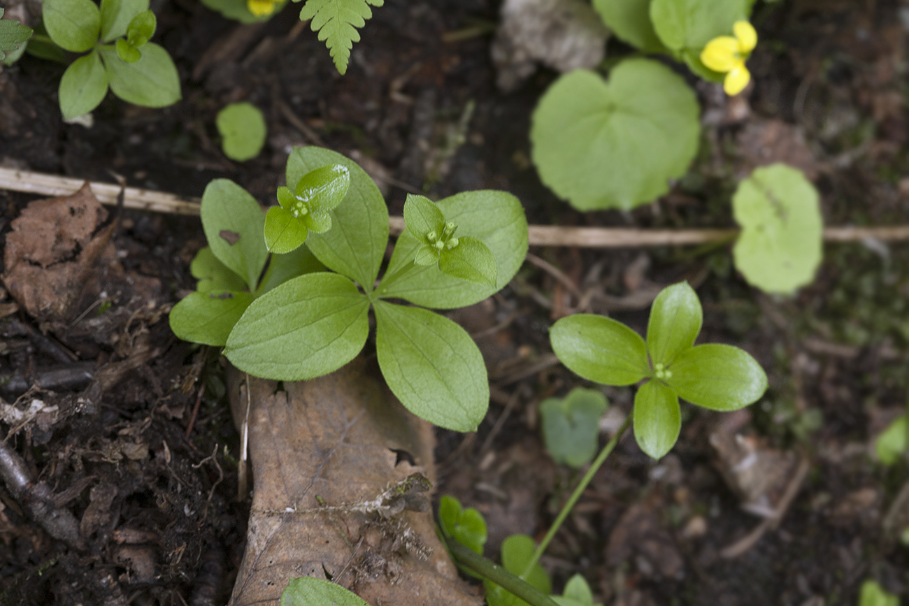 Изображение особи Galium kamtschaticum.