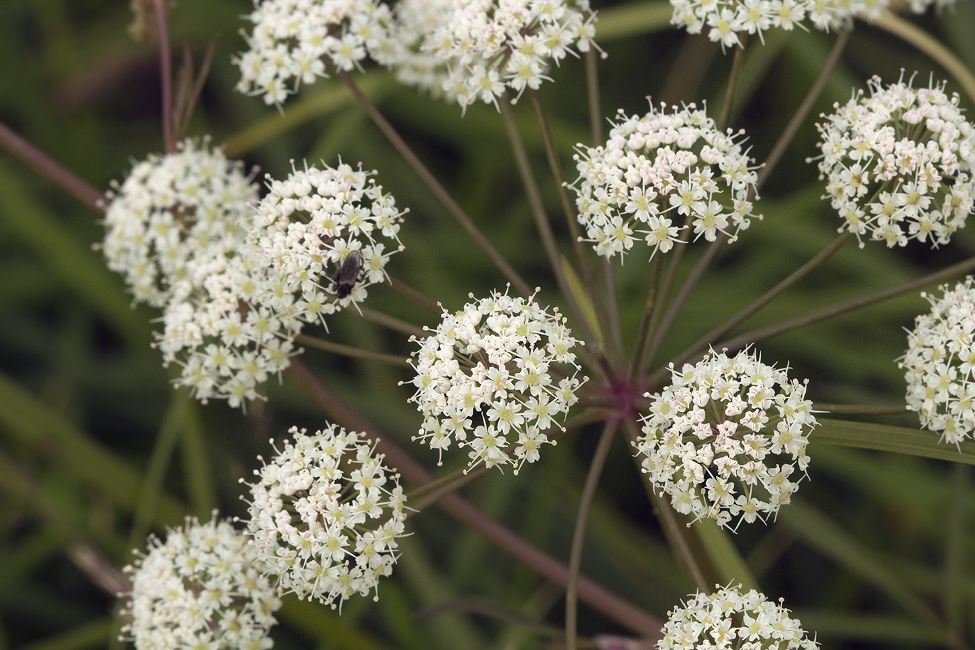 Image of Cicuta virosa specimen.