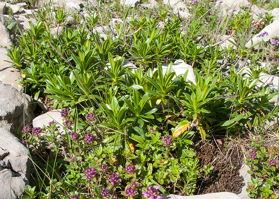 Image of Daphne glomerata specimen.