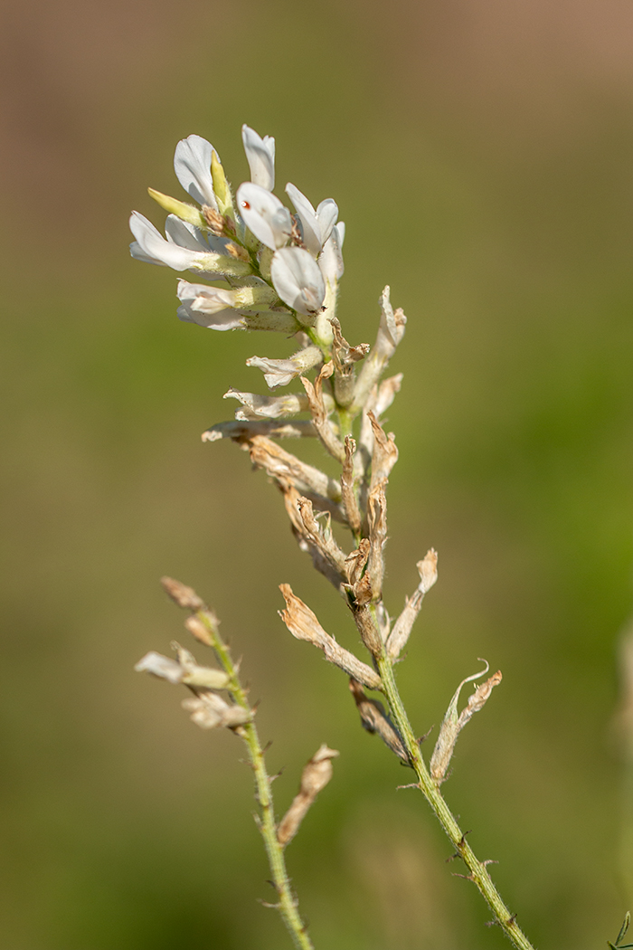 Изображение особи Astragalus pallescens.