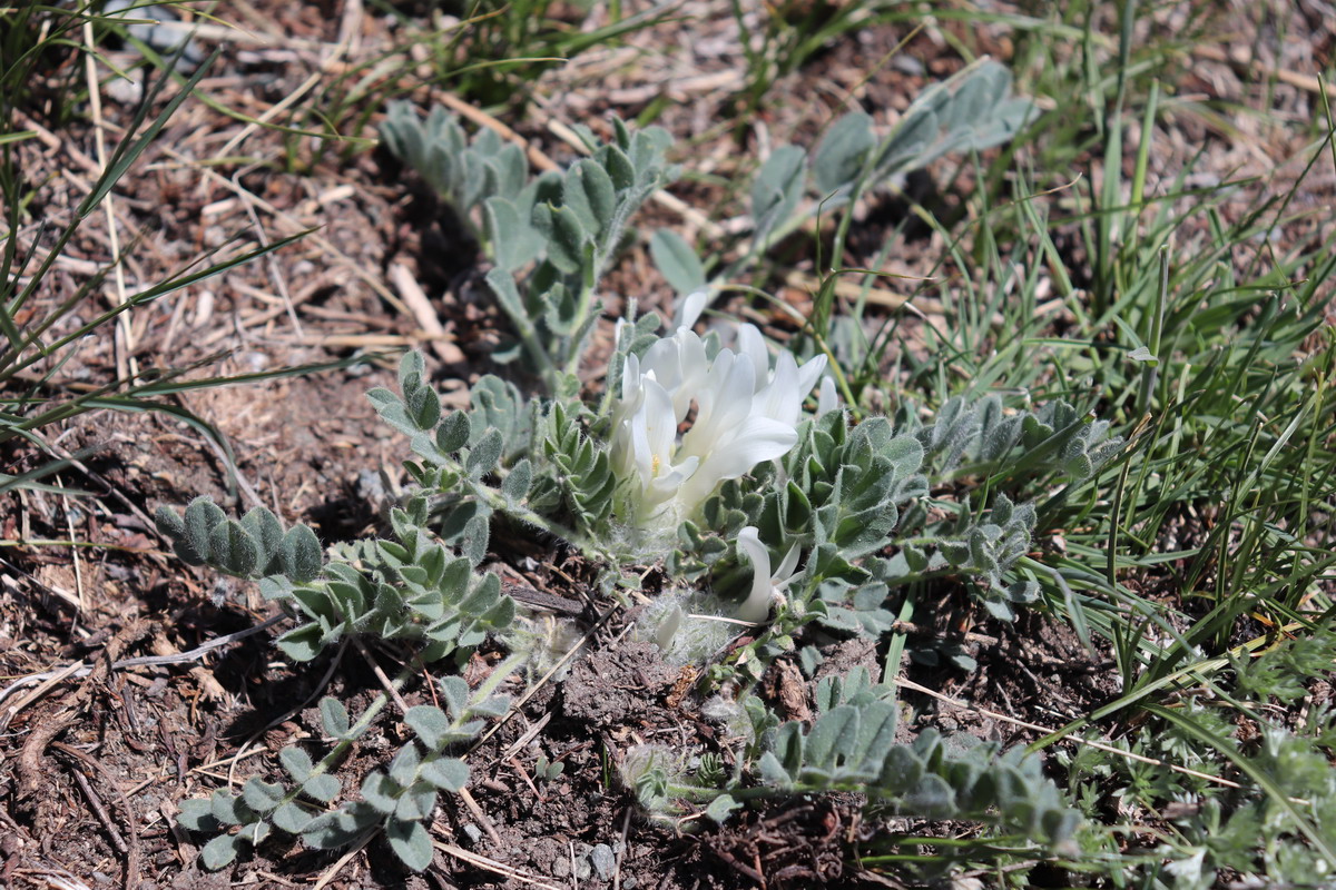 Изображение особи Astragalus hypogaeus.