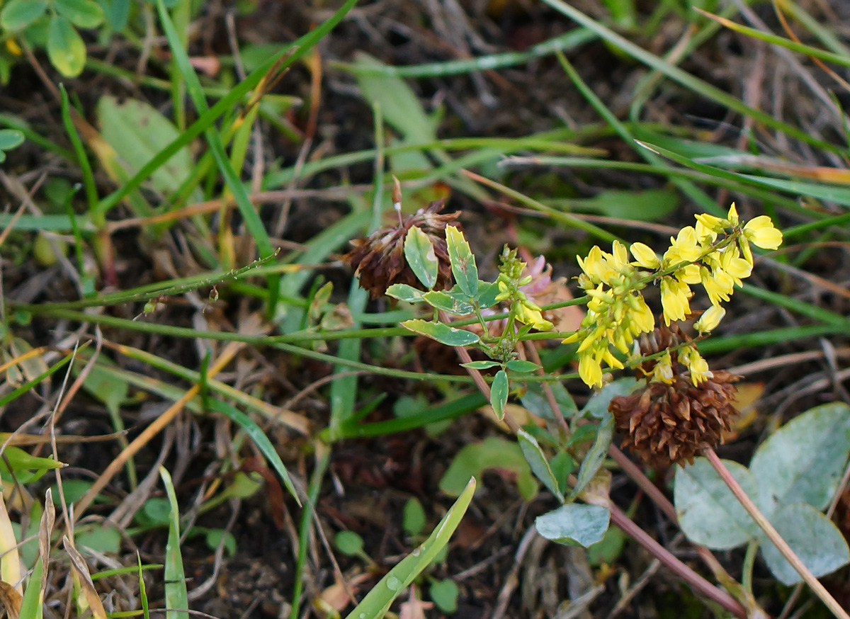 Image of Melilotus officinalis specimen.