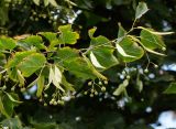 род Tilia