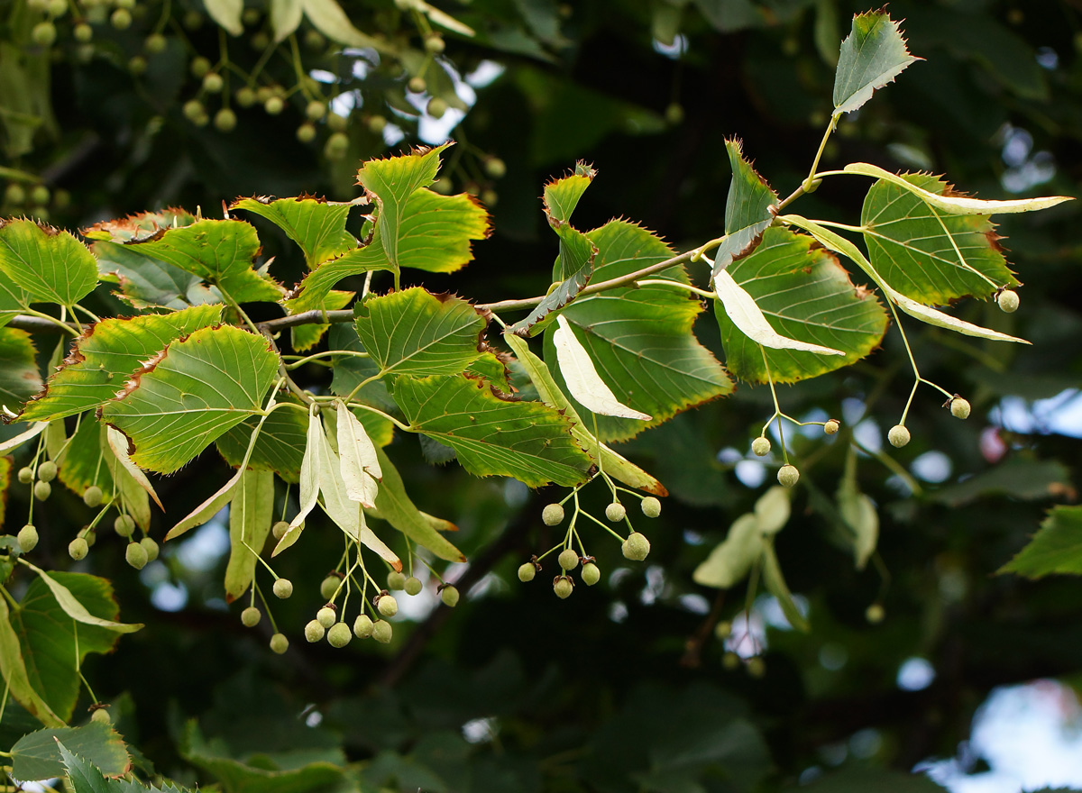 Изображение особи род Tilia.