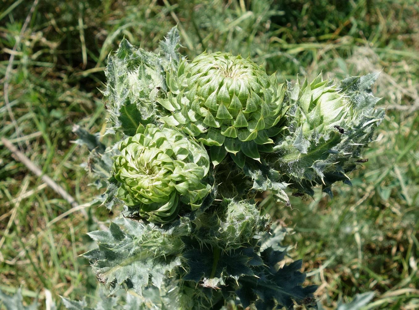 Image of Carduus nutans specimen.