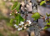 Pyrus communis. Часть ветви с цветками и бутонами. Новгородская обл., берег оз. Ильмень, геологический памятник \"Ильменский глинт\", вершина обрыва на берегу озера. 10.05.2019.