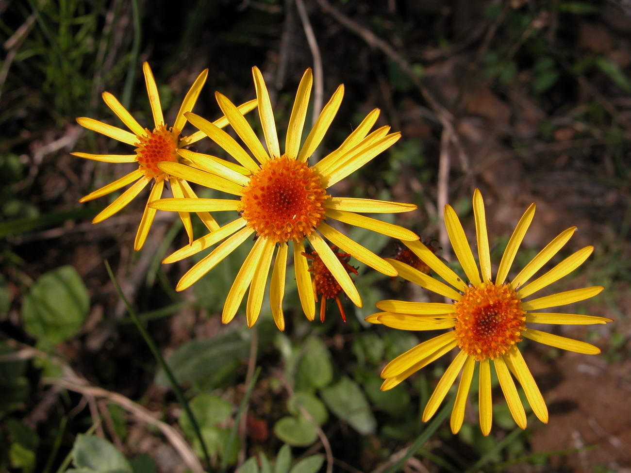 Image of Tephroseris tundricola specimen.