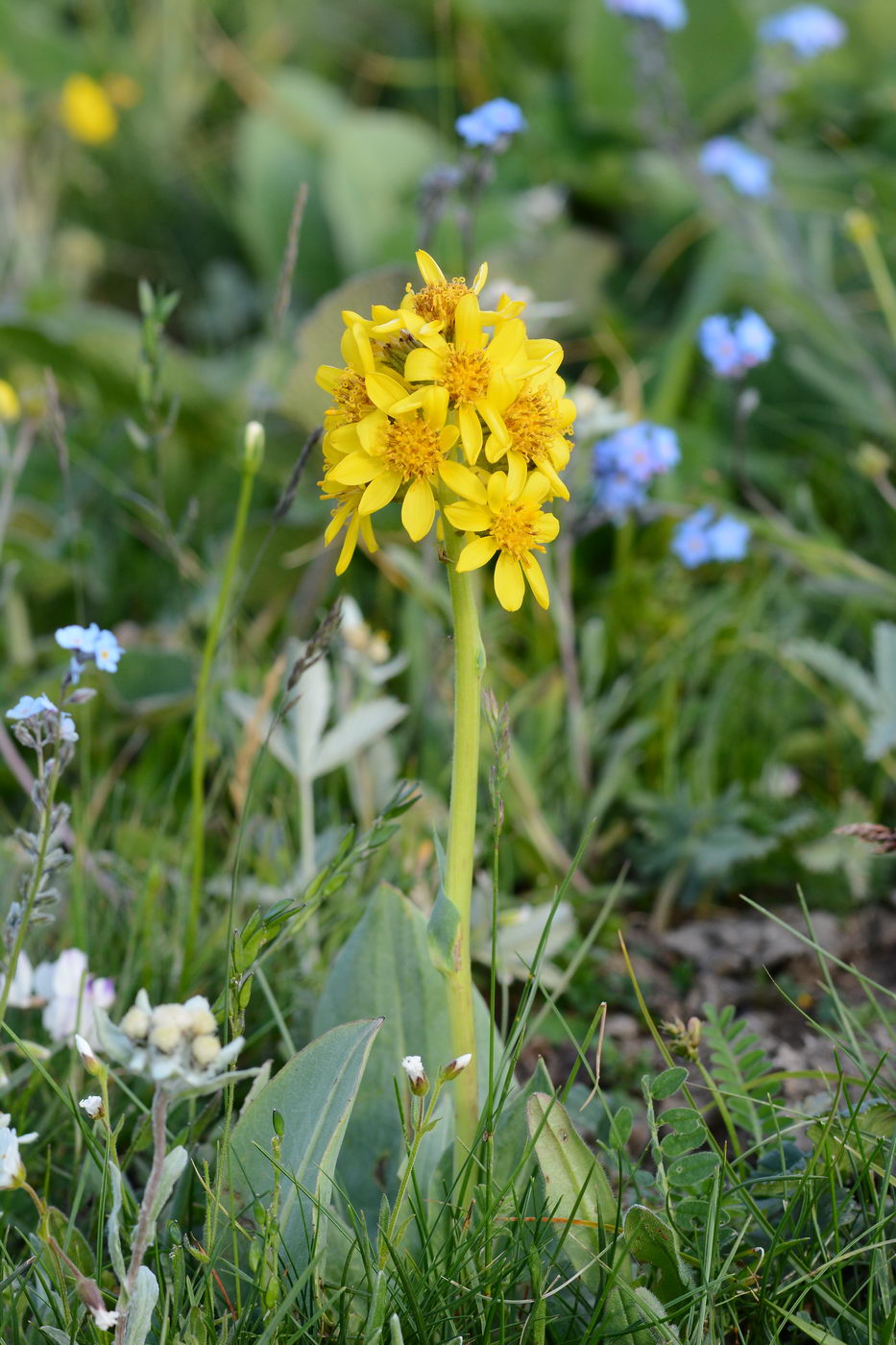 Изображение особи Ligularia alpigena.