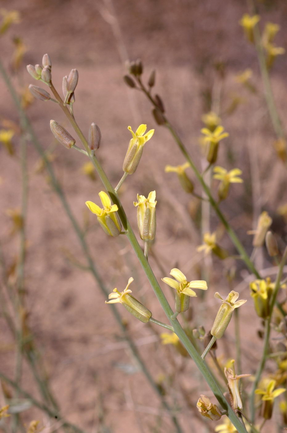 Image of Sisymbrium subspinescens specimen.