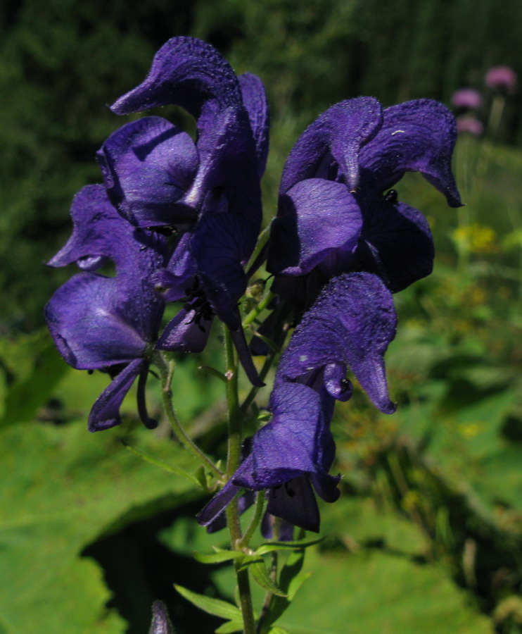 Изображение особи Aconitum paskoi.