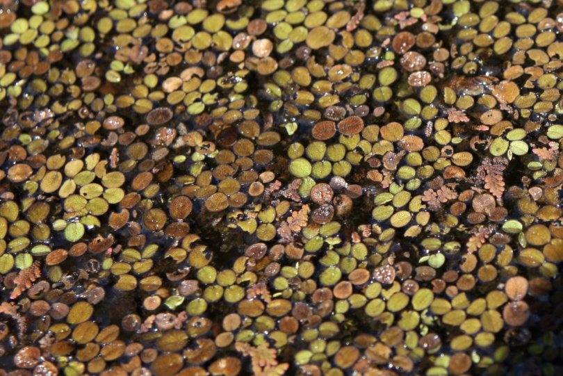 Image of Salvinia minima specimen.