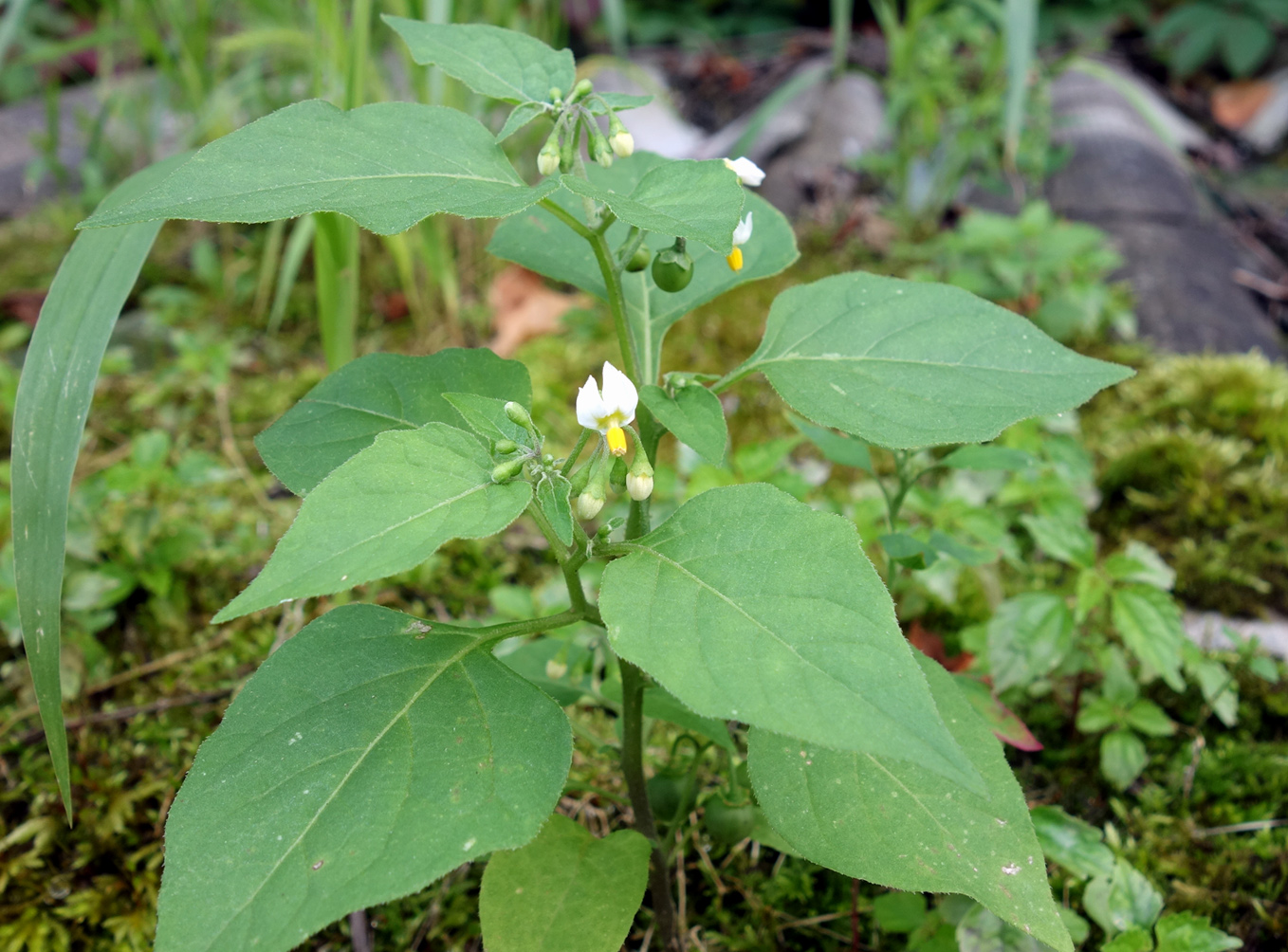 Изображение особи Solanum nigrum.