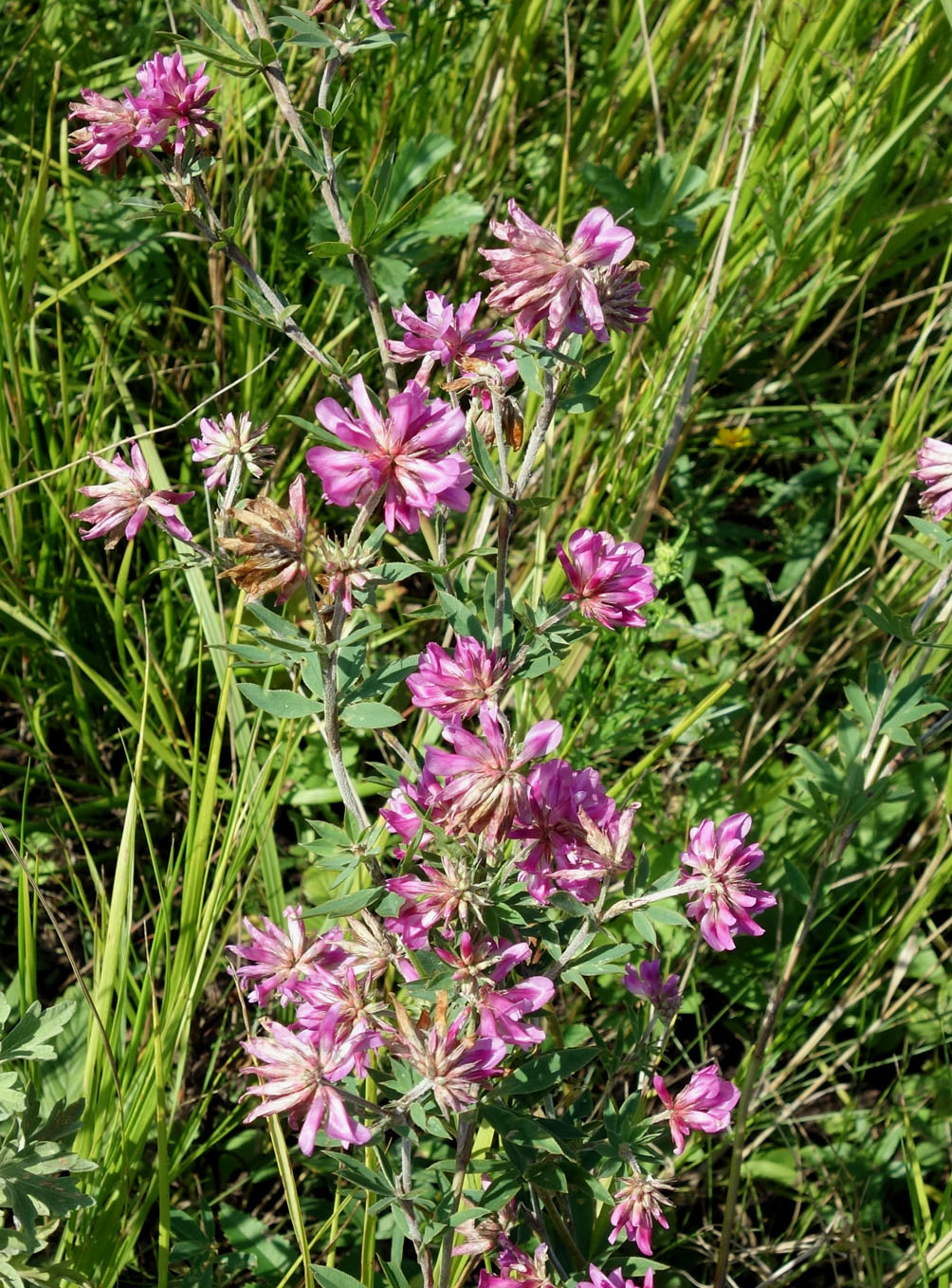 Изображение особи Trifolium pacificum.