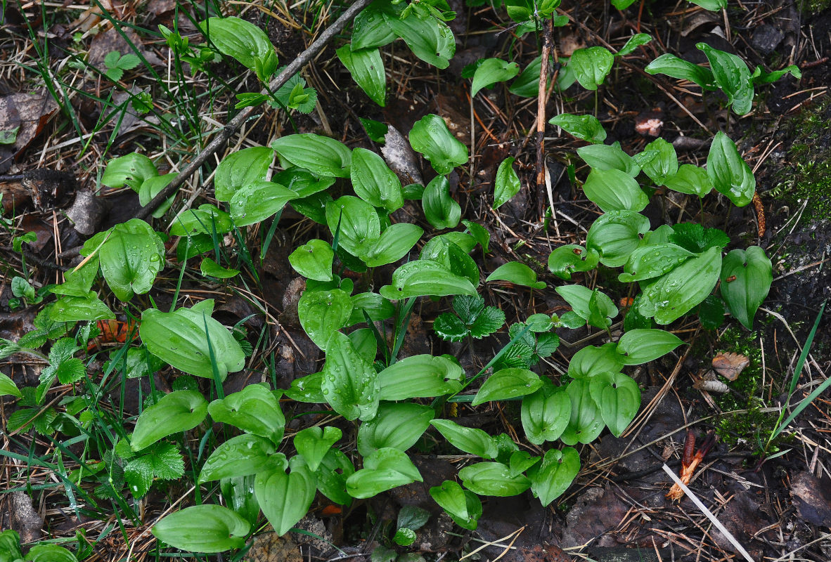 Изображение особи Maianthemum bifolium.