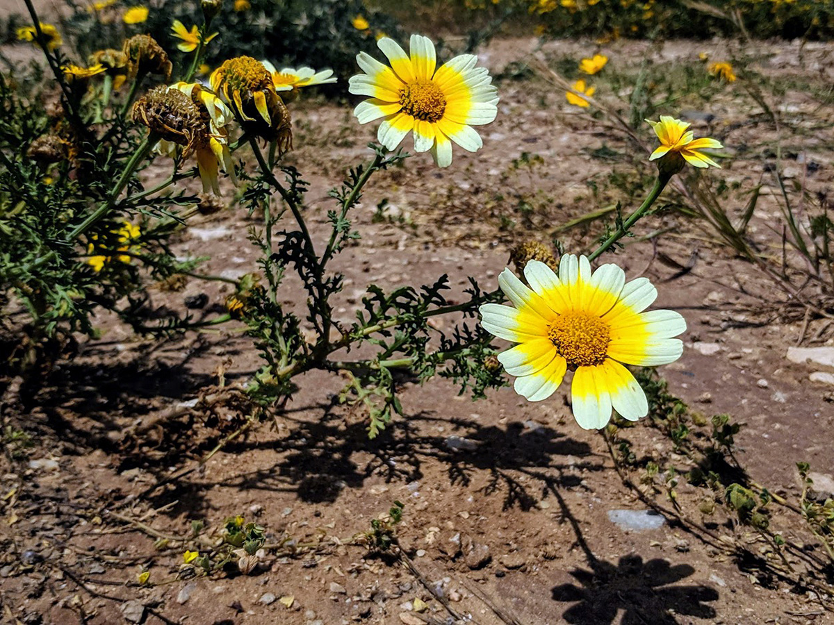 Изображение особи Glebionis coronaria.