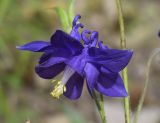 Aquilegia vulgaris. Цветок. Испания, автономное сообщество Каталония, провинция Жирона, комарка Сельва, муниципалитет Сускеда, окр. деревни Сант-Марти-Сакальм, крутой теневой склон, поросший листопадными породами со значительным участием Castanea sativa и Corylus avellana, обочина горной дороги. 23.05.2020.