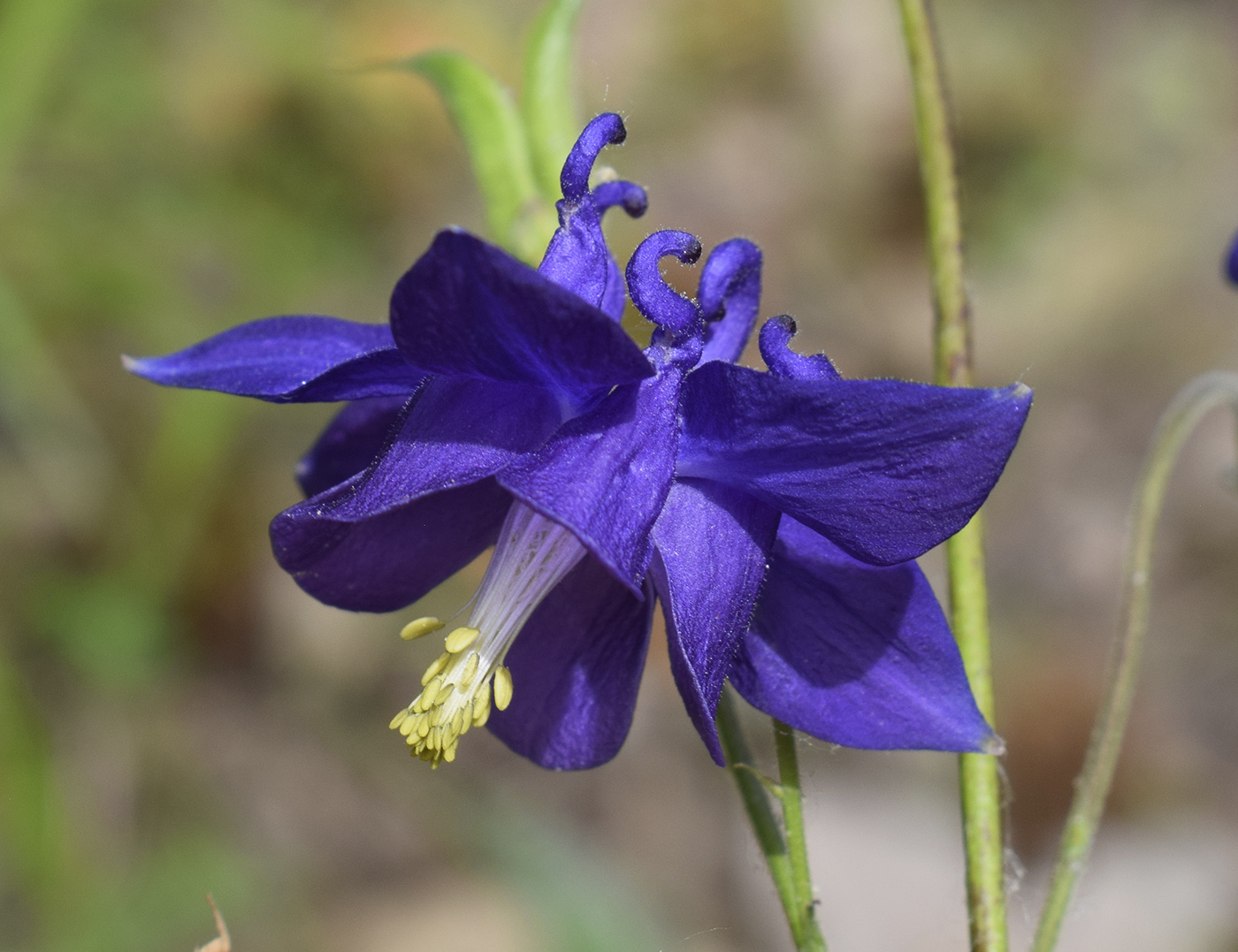 Изображение особи Aquilegia vulgaris.