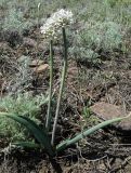 Allium tulipifolium