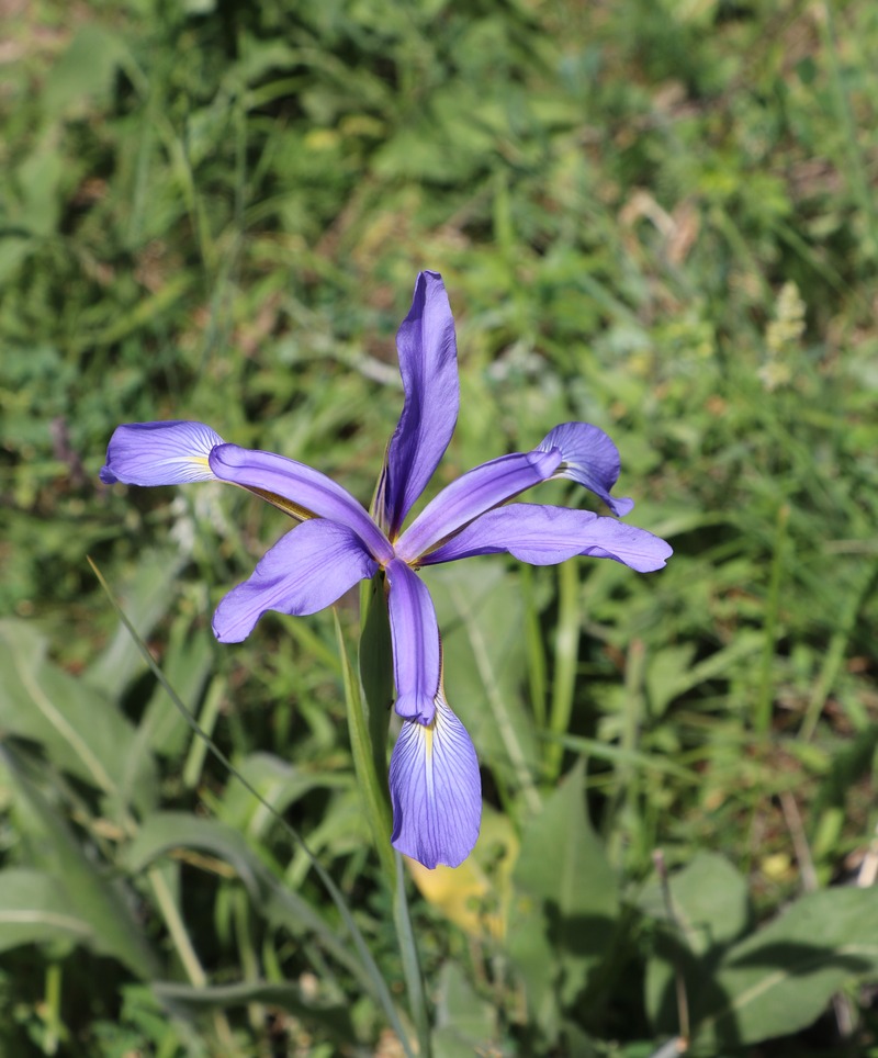 Image of Iris prilipkoana specimen.