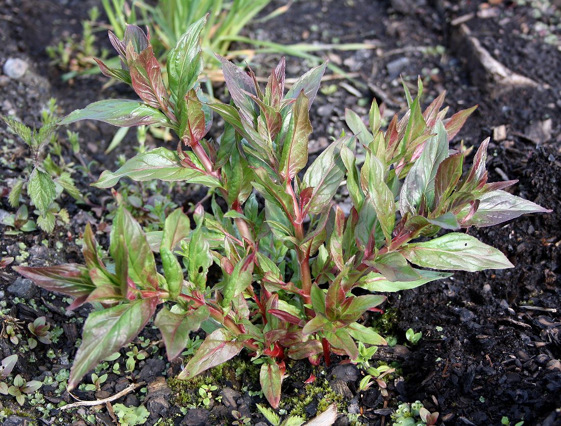 Image of Epilobium adenocaulon specimen.