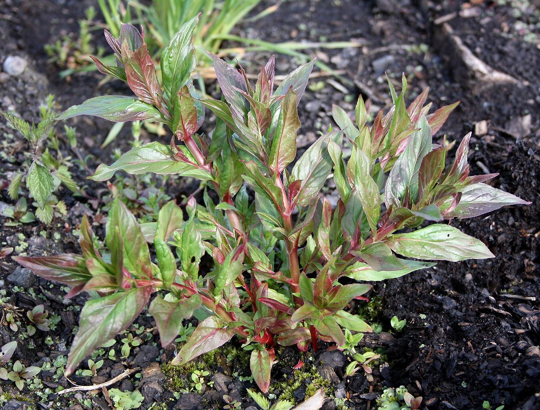 Изображение особи Epilobium adenocaulon.