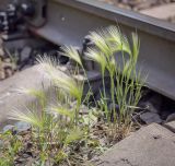 Hordeum jubatum