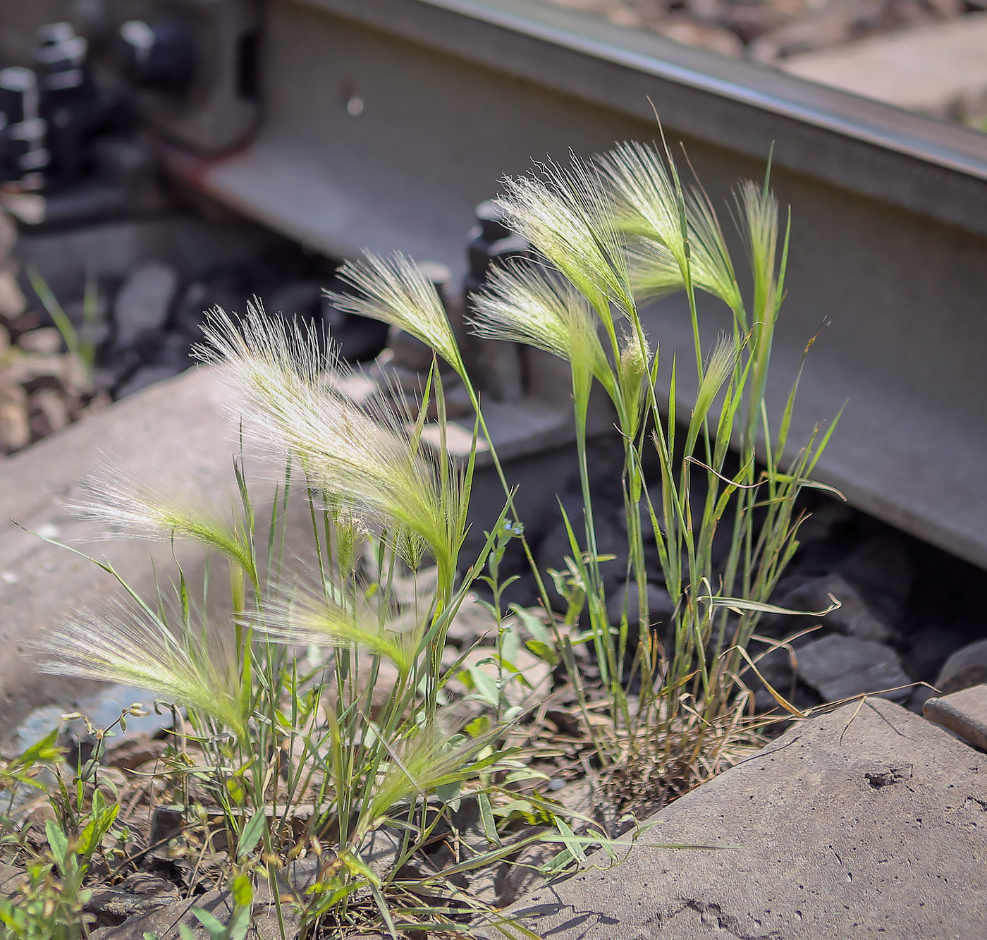 Image of Hordeum jubatum specimen.