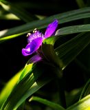 Tradescantia virginiana