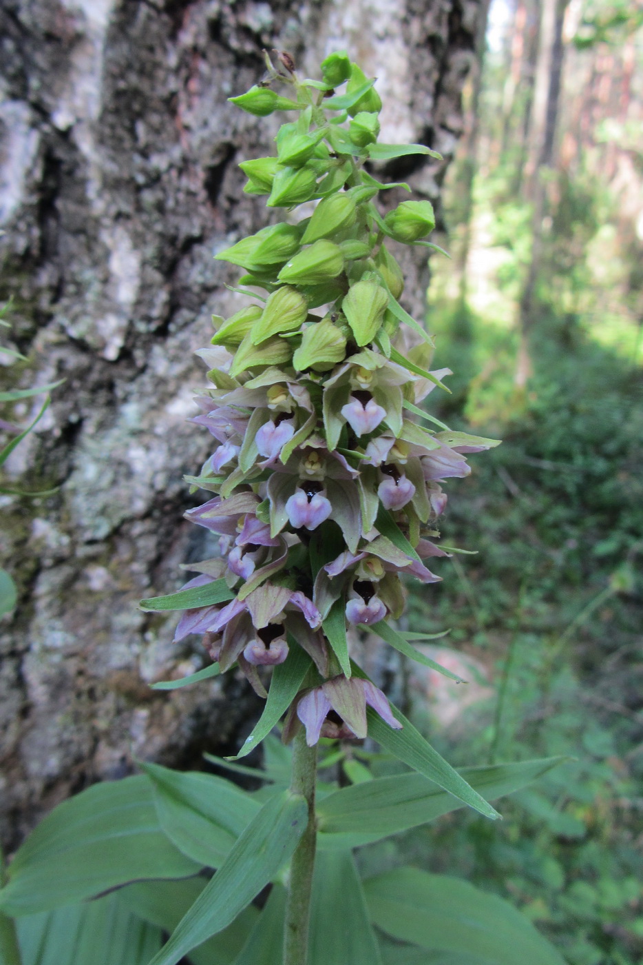 Изображение особи Epipactis helleborine.