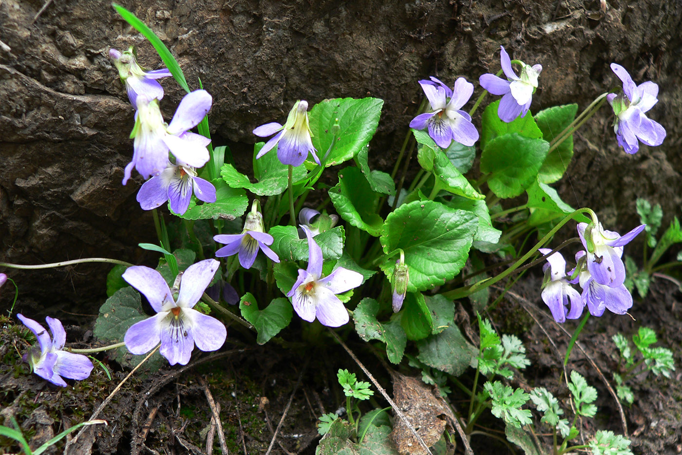 Image of Viola suavis specimen.