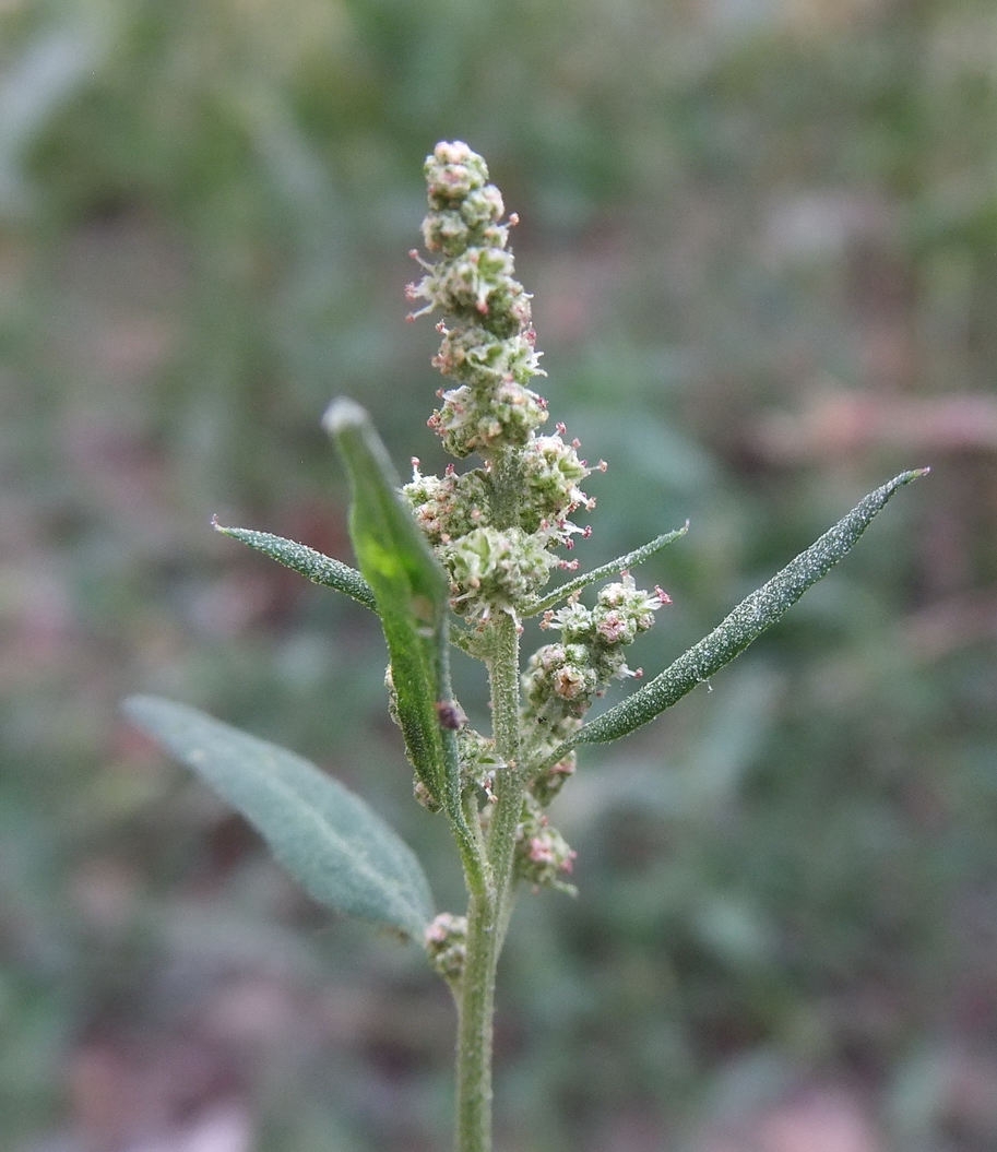 Изображение особи Atriplex patula.