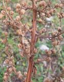 Verbascum pyramidatum. Часть соплодия. Адыгея, Кавказский биосферный заповедник, ур. Яворова Поляна, ≈ 1900 м н.у.м., субальпийский луг. 03.10.2015.