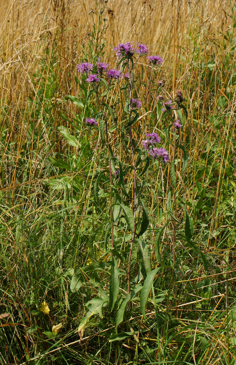 Image of Centaurea phrygia specimen.