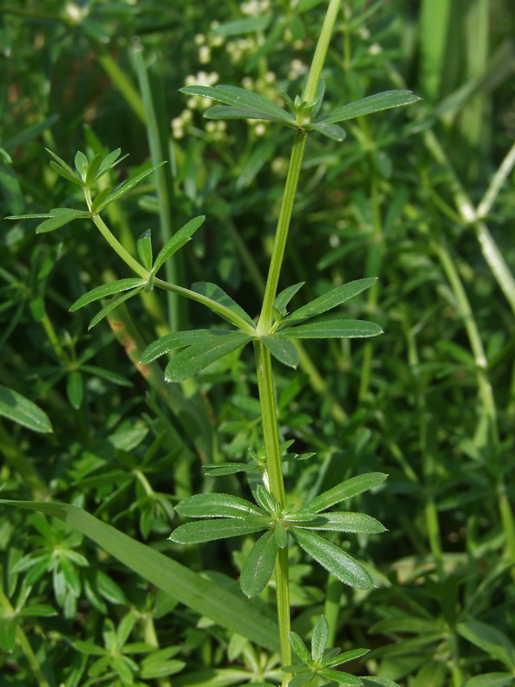 Image of Galium mollugo specimen.