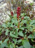 Salix sphenophylla