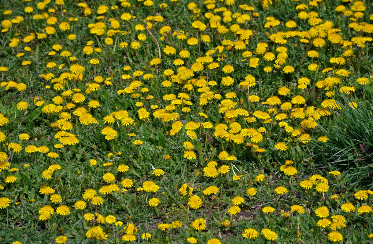 Изображение особи Taraxacum officinale.