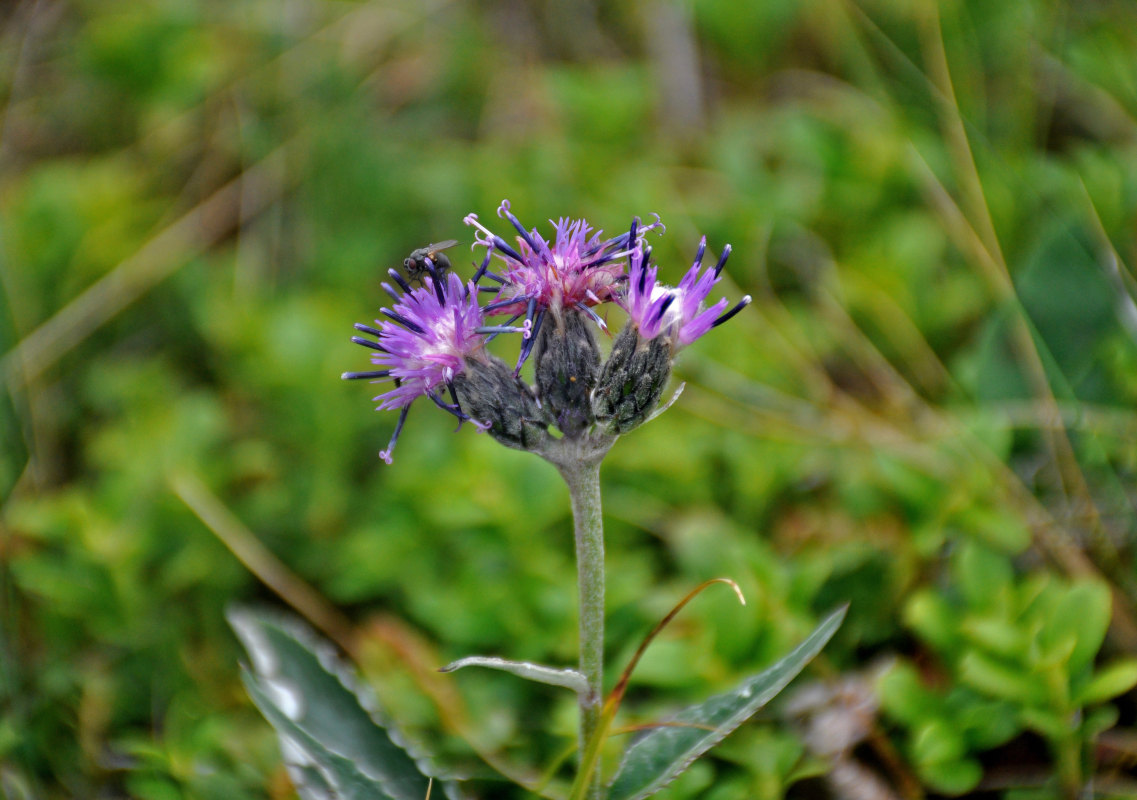 Изображение особи Saussurea igoschinae.