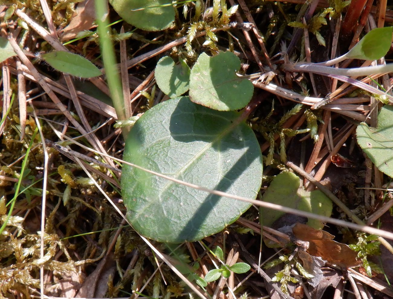 Image of Pyrola chlorantha specimen.