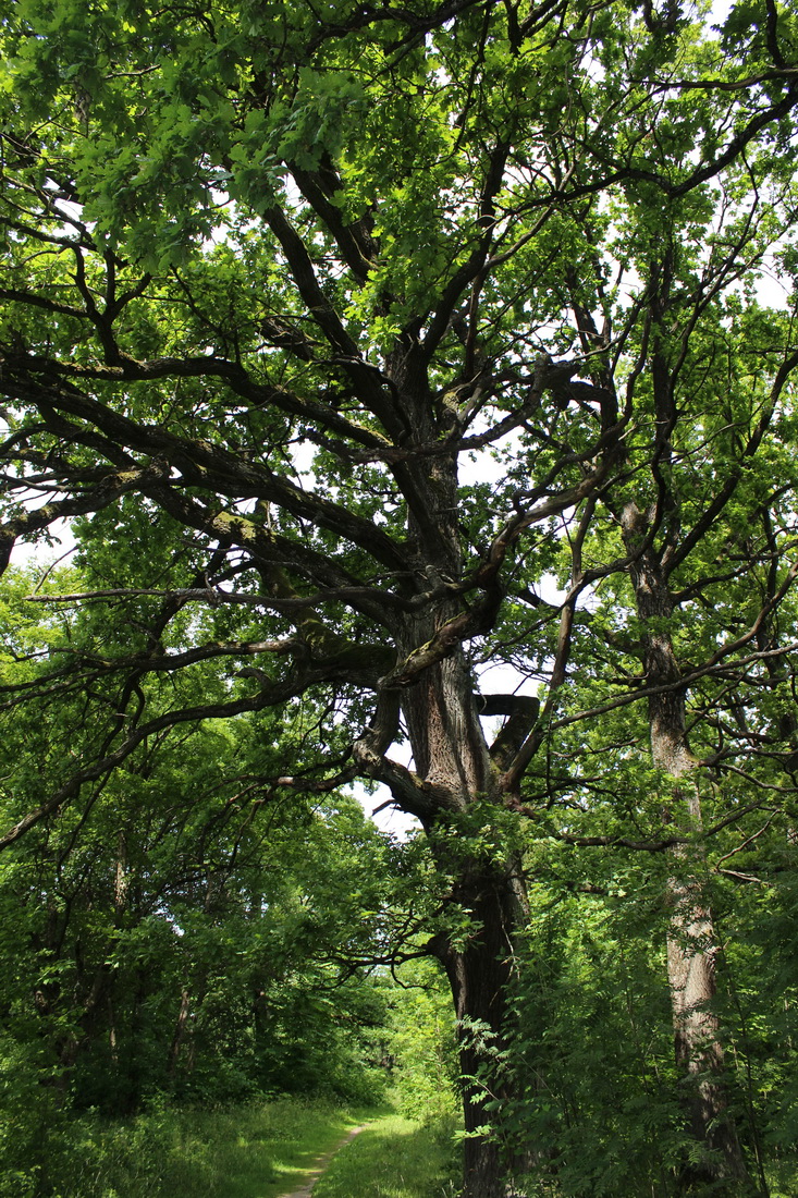 Изображение особи Quercus robur.