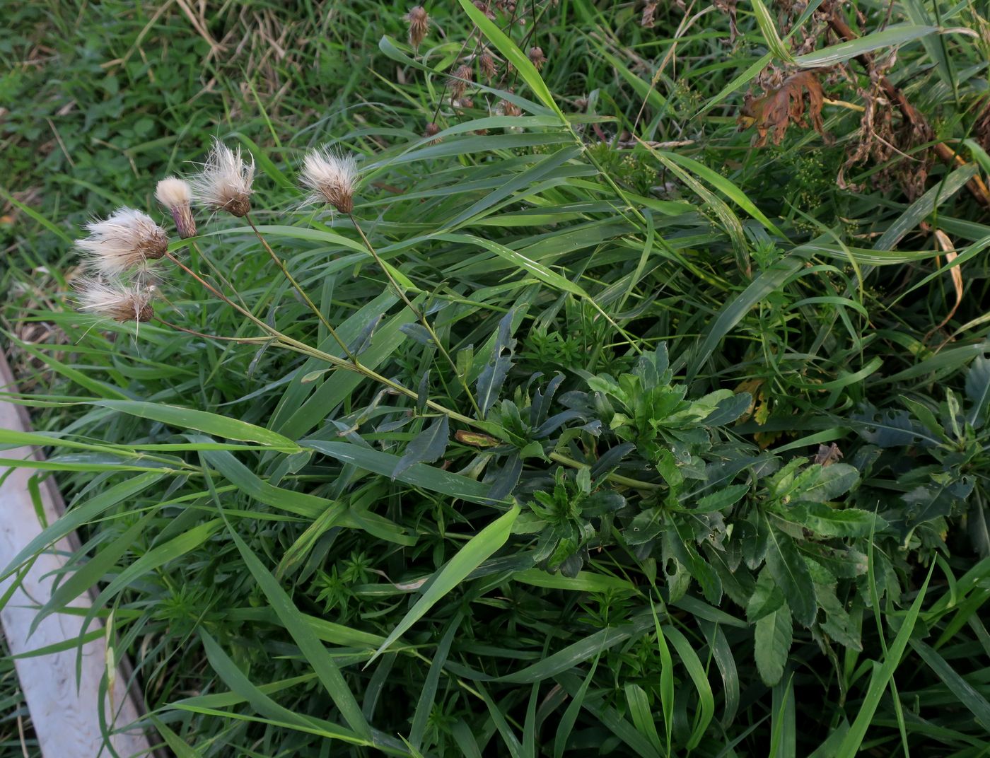 Изображение особи Cirsium setosum.