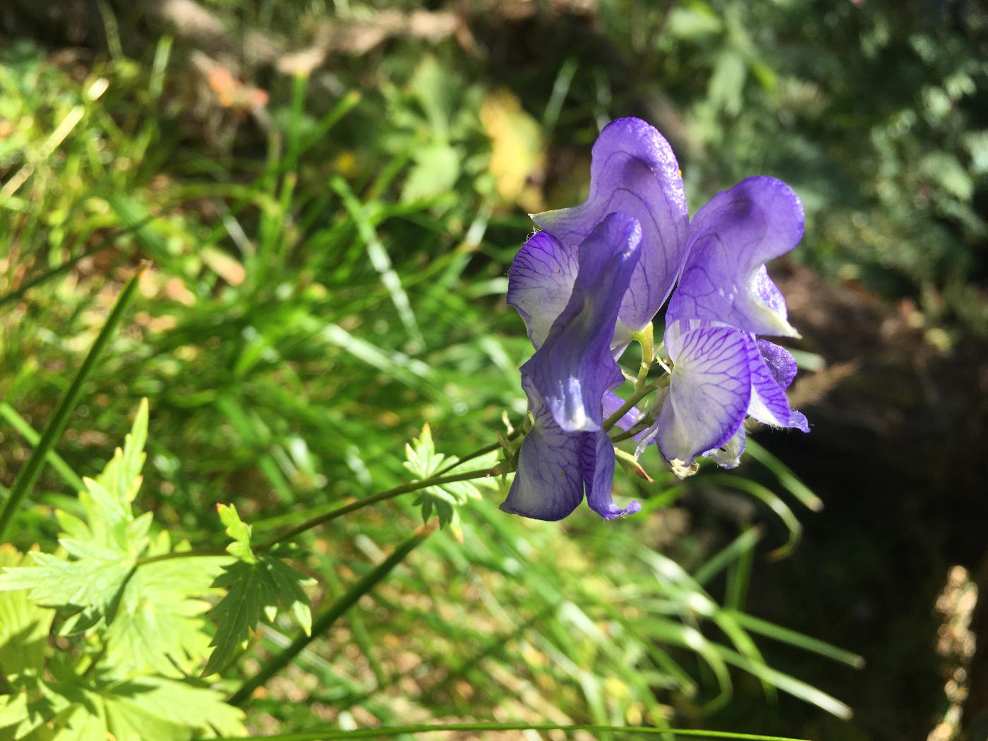 Image of Aconitum cymbulatum specimen.