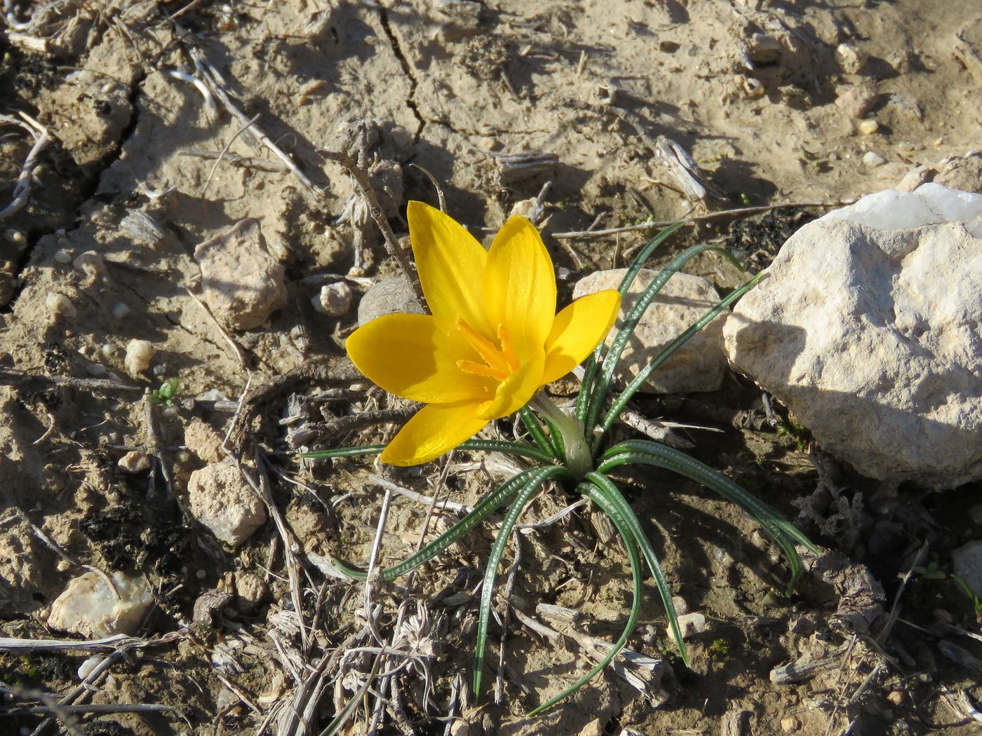 Изображение особи Crocus korolkowii.