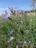 Lactuca tatarica