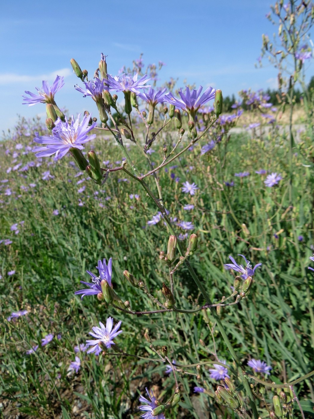 Image of Lactuca tatarica specimen.