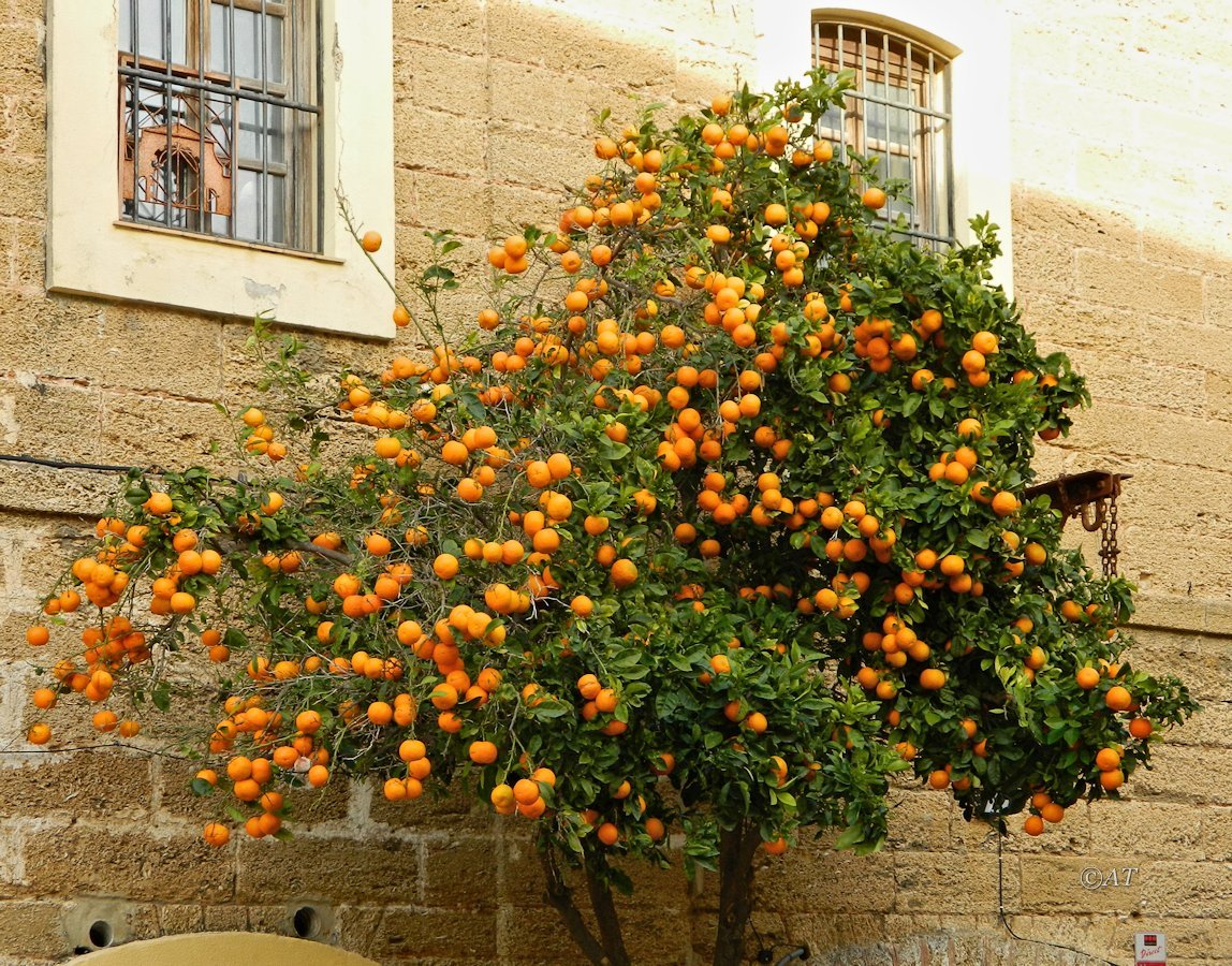 Изображение особи Citrus sinensis.