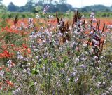 Malva sylvestris. Верхушка цветущего растения. Краснодарский край, м/о Анапа, окр. пос. Виноградный, залежь. 05.06.2019.